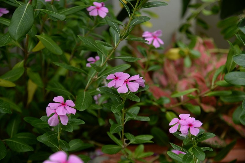 Sadabahar Leaves Are an Ayurvedic Treasure