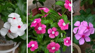 How To Grow Sadabahar Plant | sadabahar flower plant | kaise lagaye sadabahar phool ka paudha