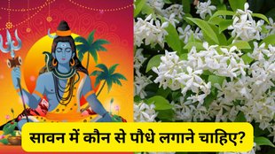 Sawan 2025 Lucky Plants, Lucky plants to grow in Sawan month, Auspicious plants for Sawan, Best plants to grow in Shravan month, Sawan special plants for good luck, Top 5 lucky plants for Shravan, Plants to attract prosperity in Sawan 2025, Sawan 2025 month Vastu plants
