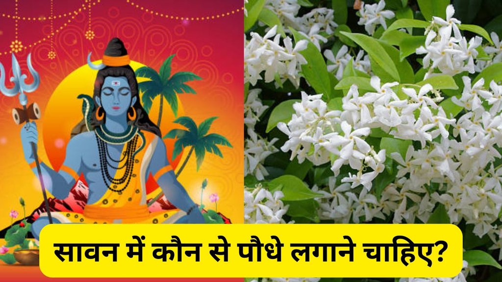 Sawan 2025 Lucky Plants, Lucky plants to grow in Sawan month, Auspicious plants for Sawan, Best plants to grow in Shravan month, Sawan special plants for good luck, Top 5 lucky plants for Shravan, Plants to attract prosperity in Sawan 2025, Sawan 2025 month Vastu plants