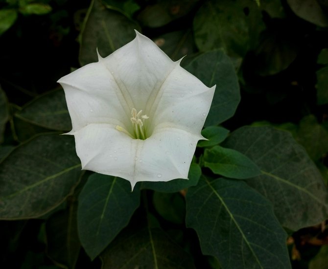 Sawan Special Powerful Flowers to Offer in Lord Shiva Worship