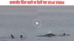 समुद्र में तैर रहे शख्स का शार्क से पड़ गया पाला, एक के बाद एक हमले करने लगा खूंखार जीव और फिर…, रूह कंपाने वाला Viral Video