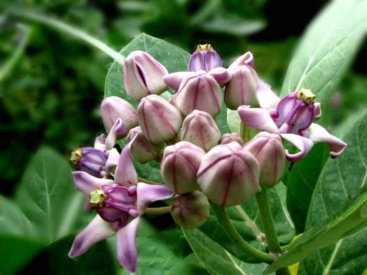 Shiva Favourite Flowers Must Offer Blooms During Sawan Fasts