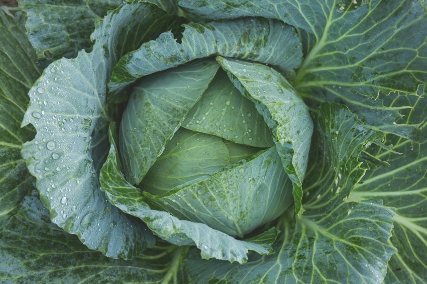 Should You Stop Eating Cabbage