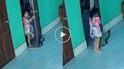 बच्ची को गेट खोलते ही दिखा फन फैलाए बैठा काला नाग, डरकर लगी भागने, सांप भी करने लगा पीछा और फिर…, Viral Video देख सहमे यूजर्स