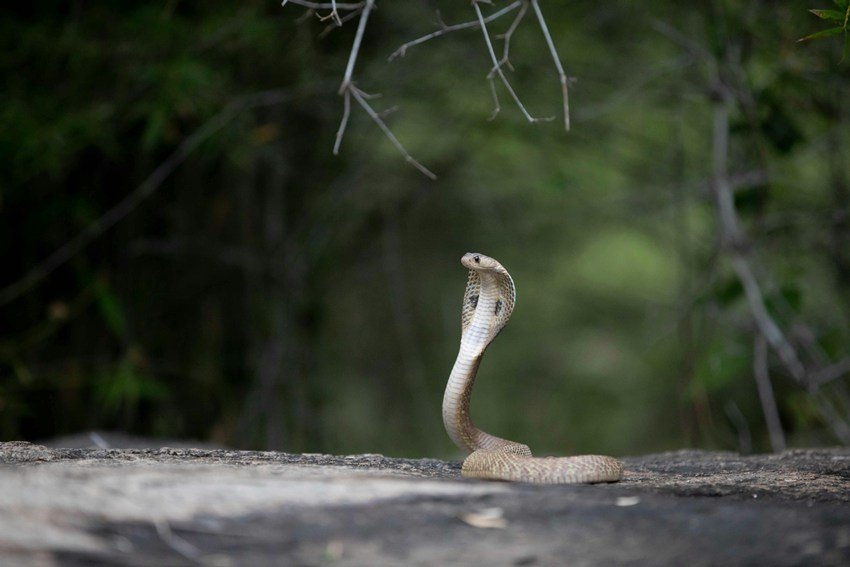Snake Dream swapna shastra