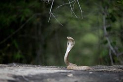 सांप को लाठी से मारने वाले लड़के को पकड़ ले गए अधिकारी, चौंका रही पूरी कहानी