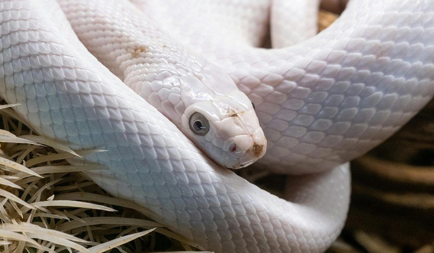 Auspicious Snake Dream