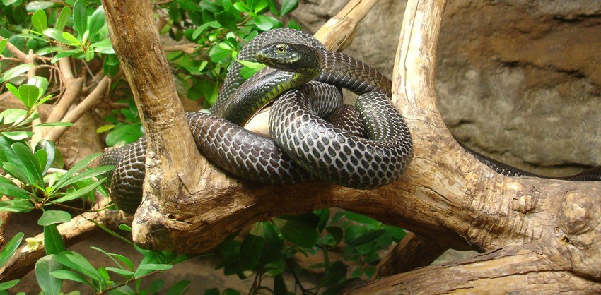 is snake dream is Auspicious