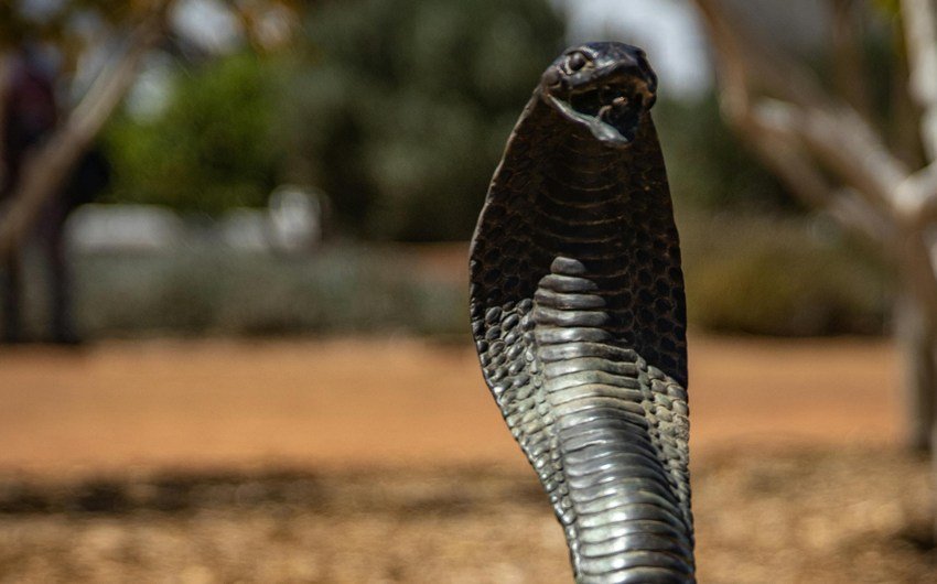 Nag Panchami Snake in Dream