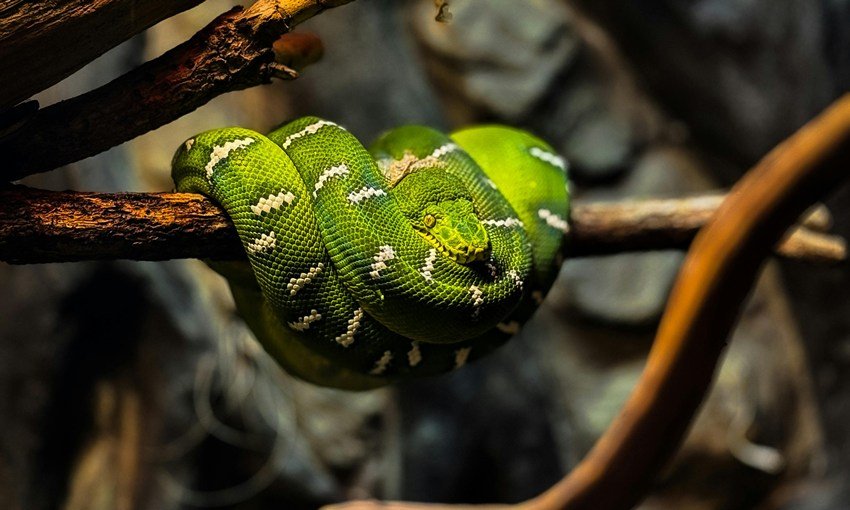 swapna shastra on snake