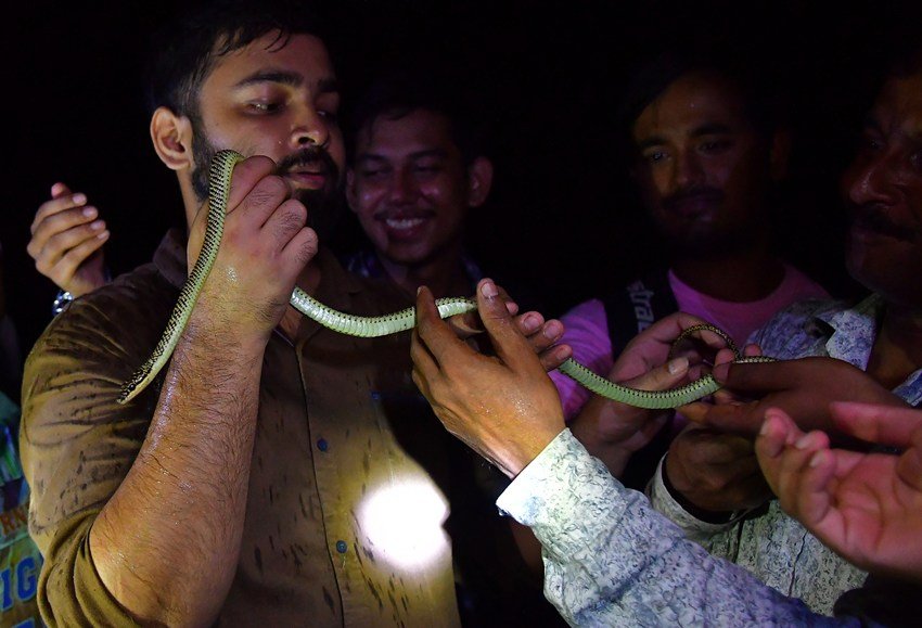 Auspicious Snake Dream on Nag Panchami