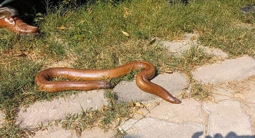 Auspicious Dream on Nag Panchami