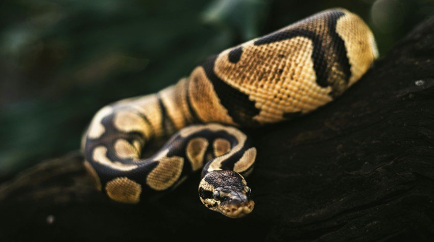 Nag Panchami Auspicious Dream