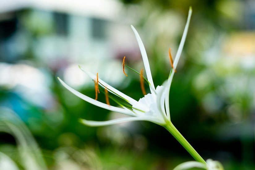 Spider Lily