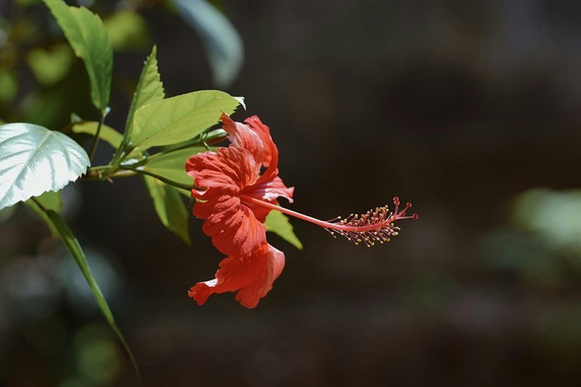Spiritual Significance of 7 Flowers Favoured by Lord Shiva