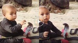 कोबरा से खिलौने की तरह खेलता दिखा बच्चा, हाथों से पकड़ लिया नागराज का फन और फिर…, कमजोर दिल वाले न देखें यह Viral Video