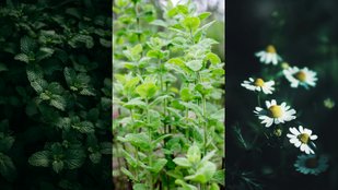 Top 11 Medicinal Plants for Your Balcony Garden
