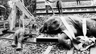 Train Hit Elephants, Train Elephant Baby, Elephant Herd