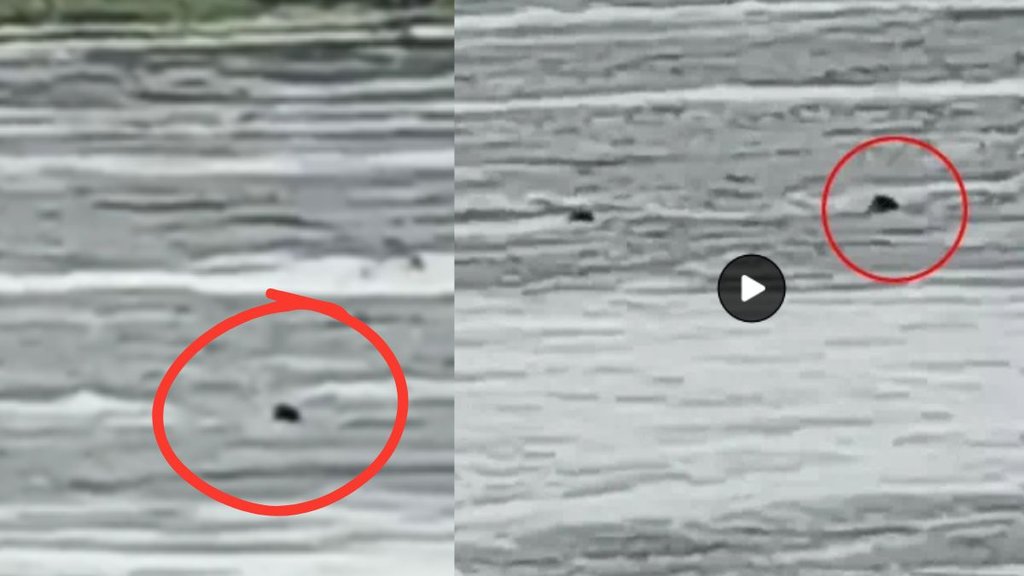 Bedach river , Chittorgarh news, drown, river