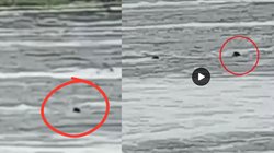 बाइक सहित नदी की तेज लहर में बह गए दो युवक, देखते रह गए लोग, Viral Video देख कांप जाएगी रूह