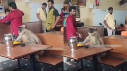रेस्तरां में घुस आया बंदर, भगाने के बजाय स्टॉफ ने बड़े प्यार से अपने पैसों से कराया नाश्ता, Viral Video देख यूजर्स बोले – यही है सनातन की सुंदरता