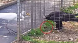 पिंजरे में बंद बाज का खाना लपकने लगा बगुला, फिर आकाश के शहंशाह ने जो किया…, धड़कनें बढ़ाने वाला Viral Video