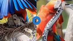 चूजों को बचाने के लिए सांप से भिड़ गई चिड़िया रानी, चोंच से हमला कर निकाल दी सारी हेकड़ी, Viral Video देख चौंके यूजर्स