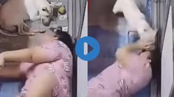 सोया हुआ था पालतू डॉगी, पास जाकर लेट गई मालकिन, तमतमाया उठा टॉमी और…., Viral Video देख बढ़ जाएंगी की दिल की धड़कनें