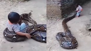 Viral Video, Snake Video, Trending Video