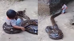 विशालकाय अजगर पर बैठकर घूमता दिखा बच्चा, तभी गलती से पहुंच गया मुंह के पास और फिर…, Viral Video देख चौंके यूजर्स