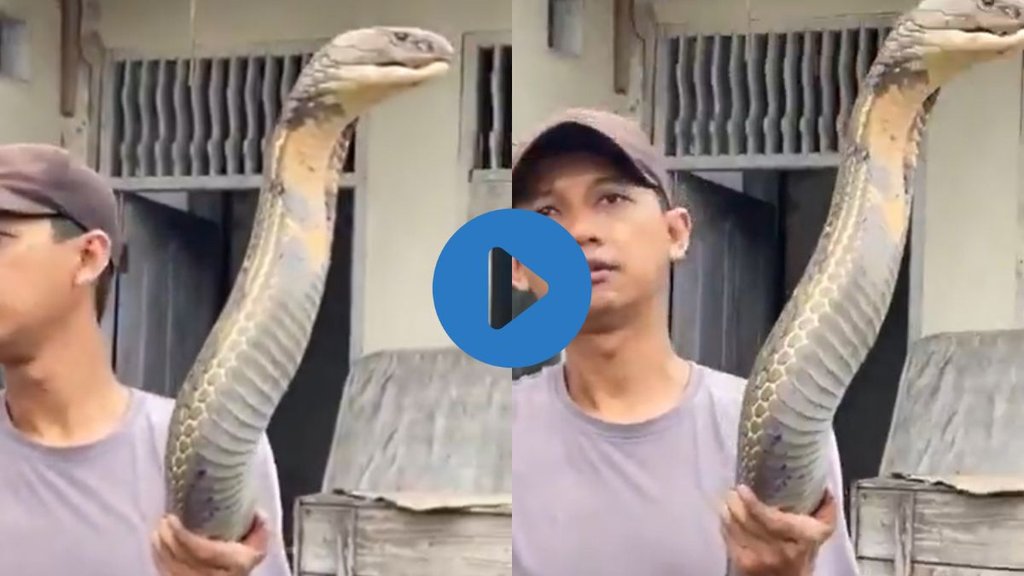 Viral Video| Trending Video| King Cobra Viral Video