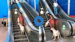 हे भगवान… पटना में एलिवेटर पर दो बकरों को लेकर चढ़ गईं दीदी, Viral Video देख यूजर्स चौंके, कहा – बस यही देखना बचा था