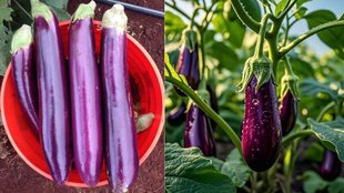 How to pick the perfect eggplant, How to Choose Perfect Brinjal