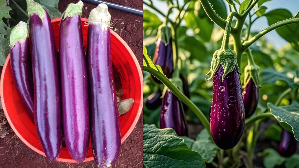 How to pick the perfect eggplant, How to Choose Perfect Brinjal