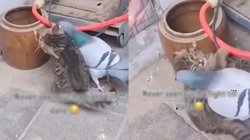 बिल्ली से भिड़ गया कबूतर, चोंच से करने लगा एक के बाद एक वार और फिर जो हुआ…, Viral Video देख यूजर्स बोले – आजतक नहीं देखी ऐसी लड़ाई