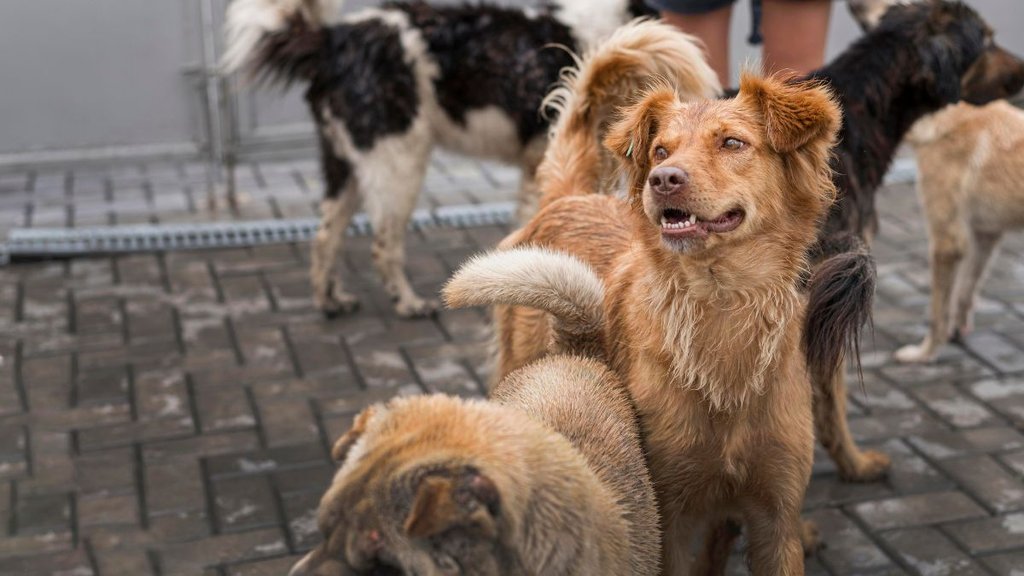Stray Dogs| Stray Dogs Attack| Stray Dogs News