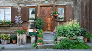 Vastu Shastra Warning Never Plant These Flowers Near Your Home Entrance