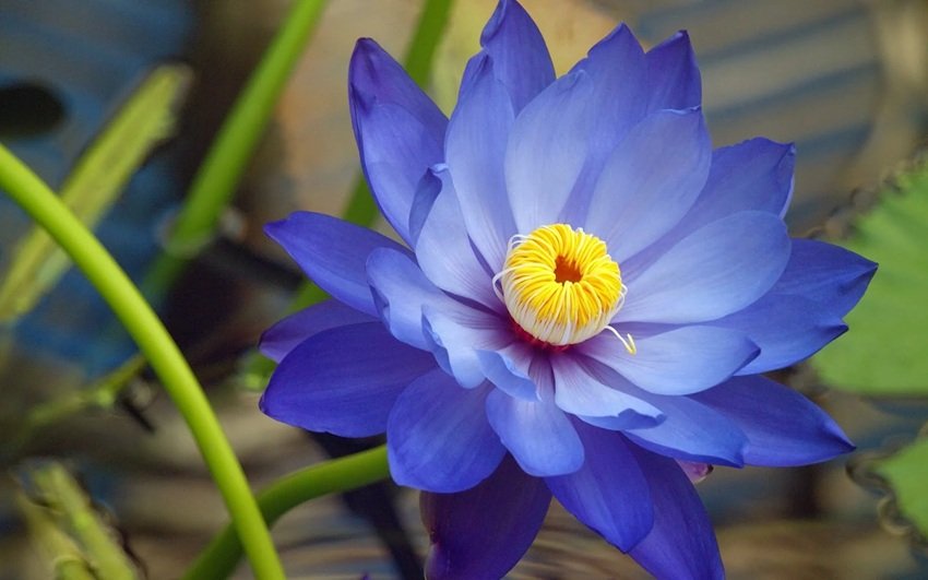 Worship Lord Shiva with These 7 Auspicious Flowers This Sawan