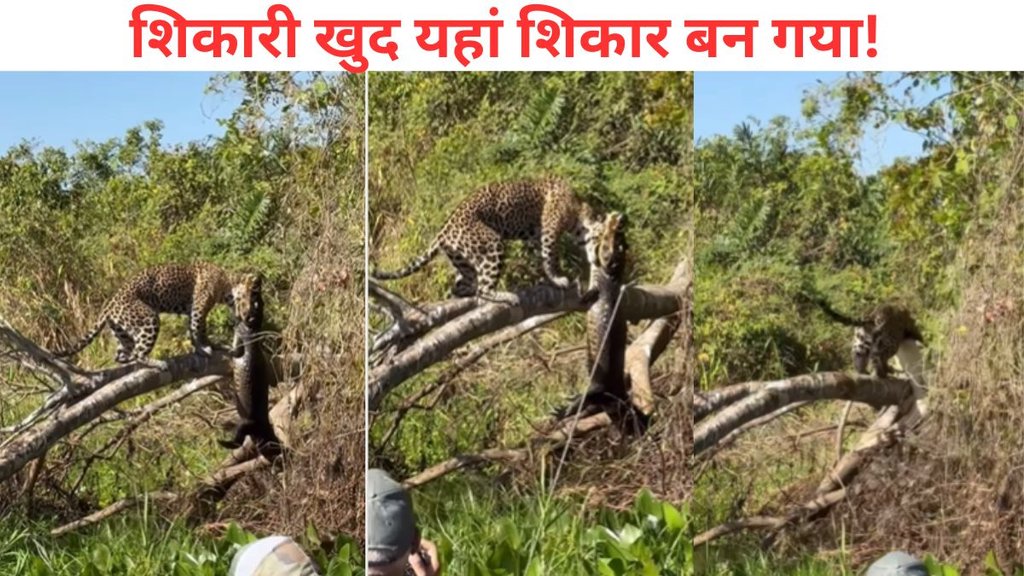 jaguar, jaguar and crocodile fight viral video,