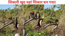 जगुआर और मगरमच्छ के बीछ छिड़ी जंग, कौन किसका कर रहा है शिकार, किसकी हुई जीत, देखें Viral Video