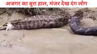 Python vomits goat, Viral animal video India