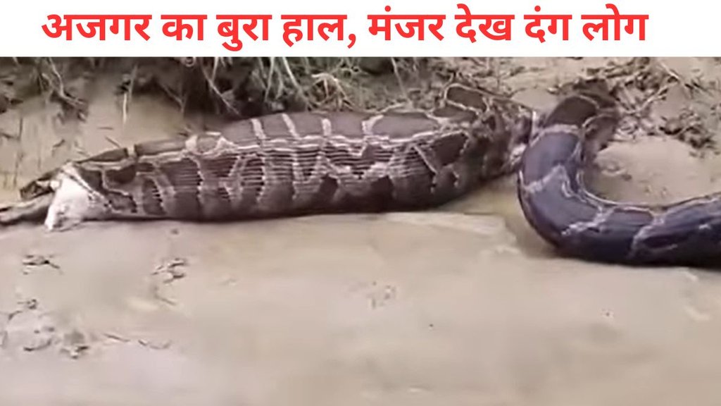 Python vomits goat, Viral animal video India