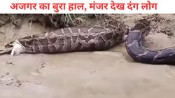बकरी निगलने के बाद अजगर की हालत खराब, हार मानकर लगा उगलने, देखें वायरल वीडियो