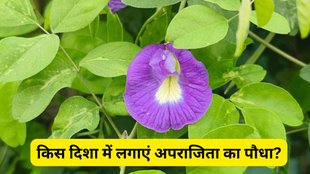 Vastu Tips, Vastu Shastra, Vastu Tips for Aparajita Plants, When to plant Aparajita at home, Aparajita plant vastu direction, Aparajita plant benefits in home, Which direction to plant Aparajita, Aparajita plant vastu tips, Best day to plant Aparajita flower, Vastu for Aparajita plant at home, How to grow Aparajita plant as per vastu, Aparajita plant placement in house, When to plant Aparajita at home,Aparajita plant direction as per Vastu,Benefits of Aparajita plant,Vastu for Aparajita flower