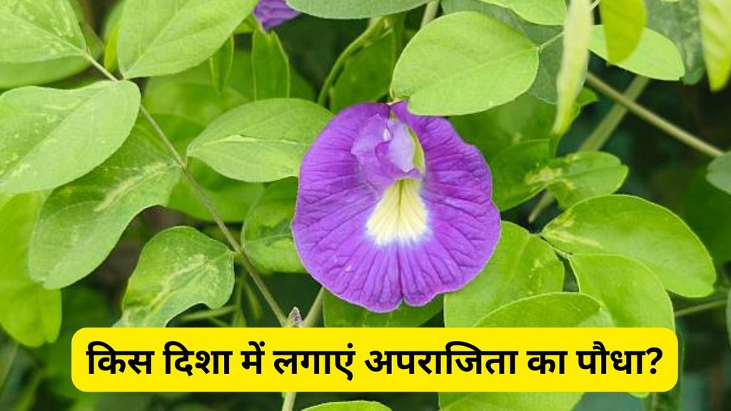 Vastu Tips, Vastu Shastra, Vastu Tips for Aparajita Plants, When to plant Aparajita at home, Aparajita plant vastu direction, Aparajita plant benefits in home, Which direction to plant Aparajita, Aparajita plant vastu tips, Best day to plant Aparajita flower, Vastu for Aparajita plant at home, How to grow Aparajita plant as per vastu, Aparajita plant placement in house, When to plant Aparajita at home,Aparajita plant direction as per Vastu,Benefits of Aparajita plant,Vastu for Aparajita flower
