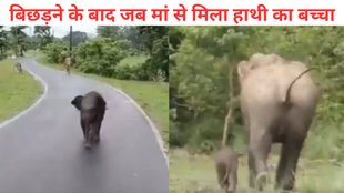 Baby elephant reunited with mother, Kaziranga National Park elephant