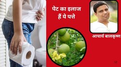 कब्ज का बेहतरीन इलाज है ये पत्ता, रोज सिर्फ 2 लीव्स खा लें पेट की हो जाएगी सफाई, आचार्य बालकृष्ण ने बताया आंतों की सूजन के लिए अमृत