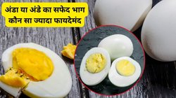 अंडा या अंडे का सफेद भाग? किसमें ज्यादा प्रोटीन, मांसपेशियों के लिए कौन सा सबसे बेहतर, एक्सपर्ट से जानिए