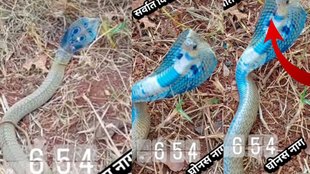 Cobra, Snake Viral Video, Nagraj, Many snakes found in farm,